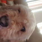 Profile picture of Shaun Davies