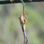 Profile picture of Rebecca Memorey